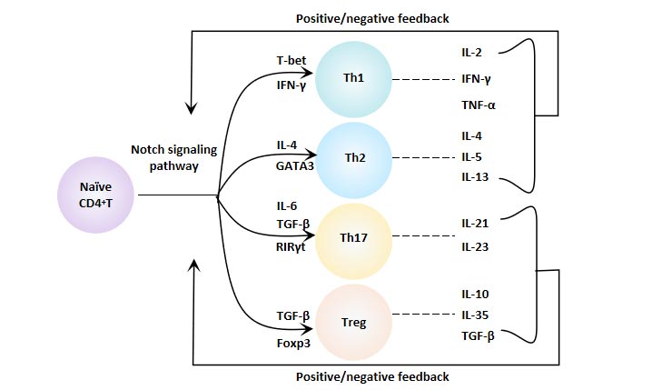 Notch信號通路與CD4+ T細胞分化