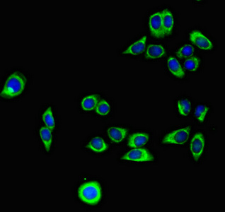 CSB-MA134471A0m