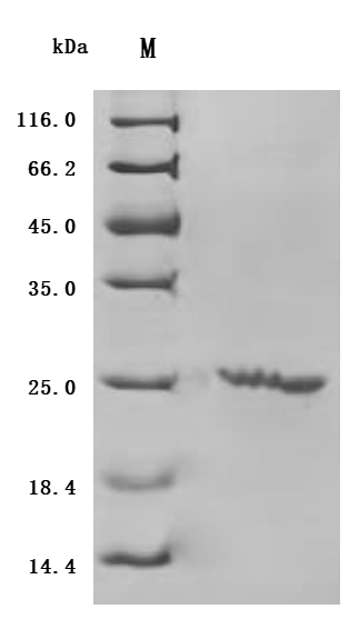 CSB-EP011652HUc7