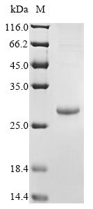 CSB-EP017709HU