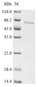 CSB-EP018742HU