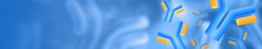 DT3C，抗體內(nèi)化效率評估的新工具