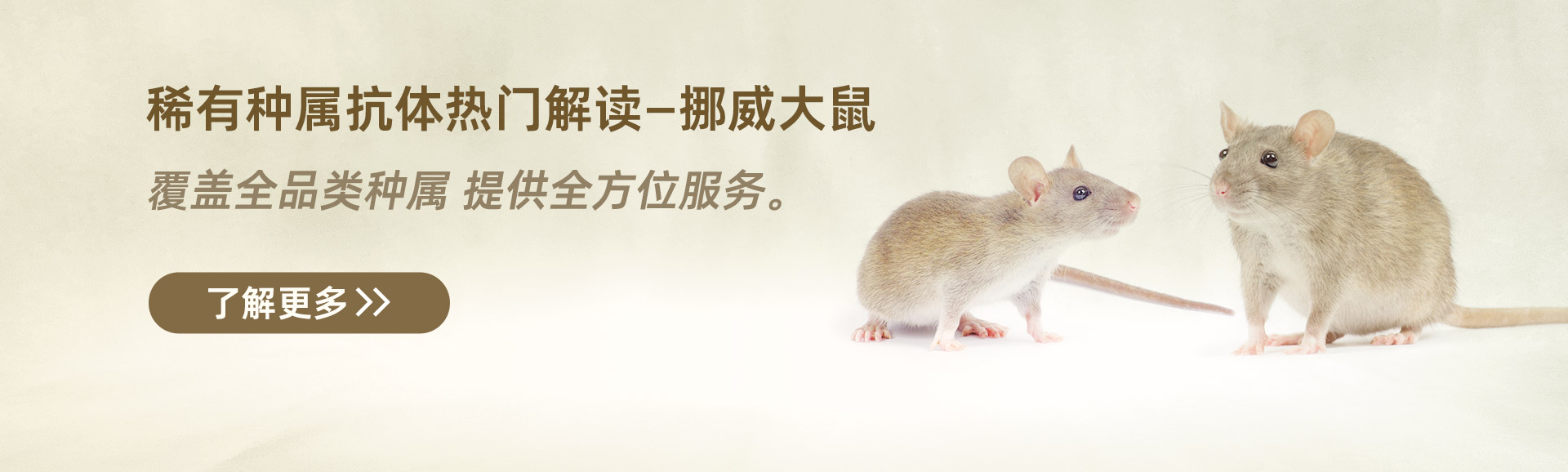 稀有種屬抗體-挪威大鼠